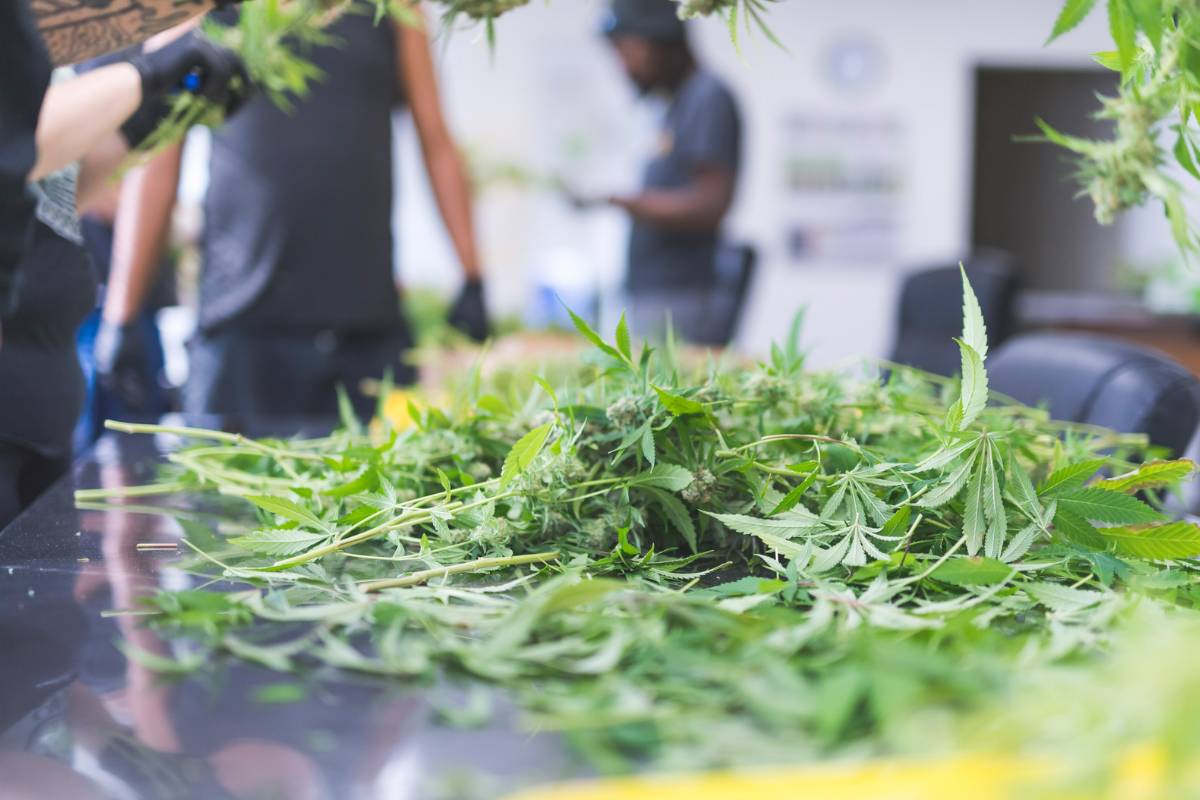 Consider These Plumbing Considerations When Planning Cannabis Facilities